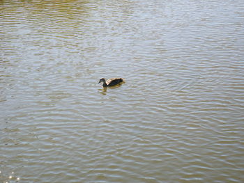 High angle view of ducks swimming in lake