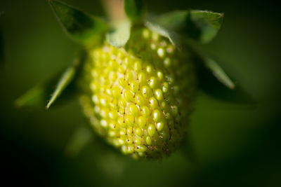 Close-up of yellow flower