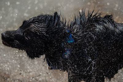 View of wet dog in water