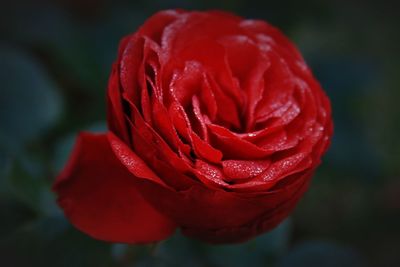 Close-up of red rose