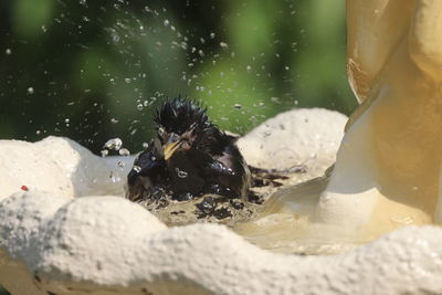 Close-up of bird swimming in water