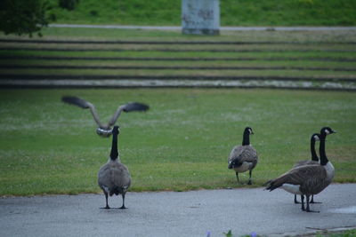 Canada geese at park