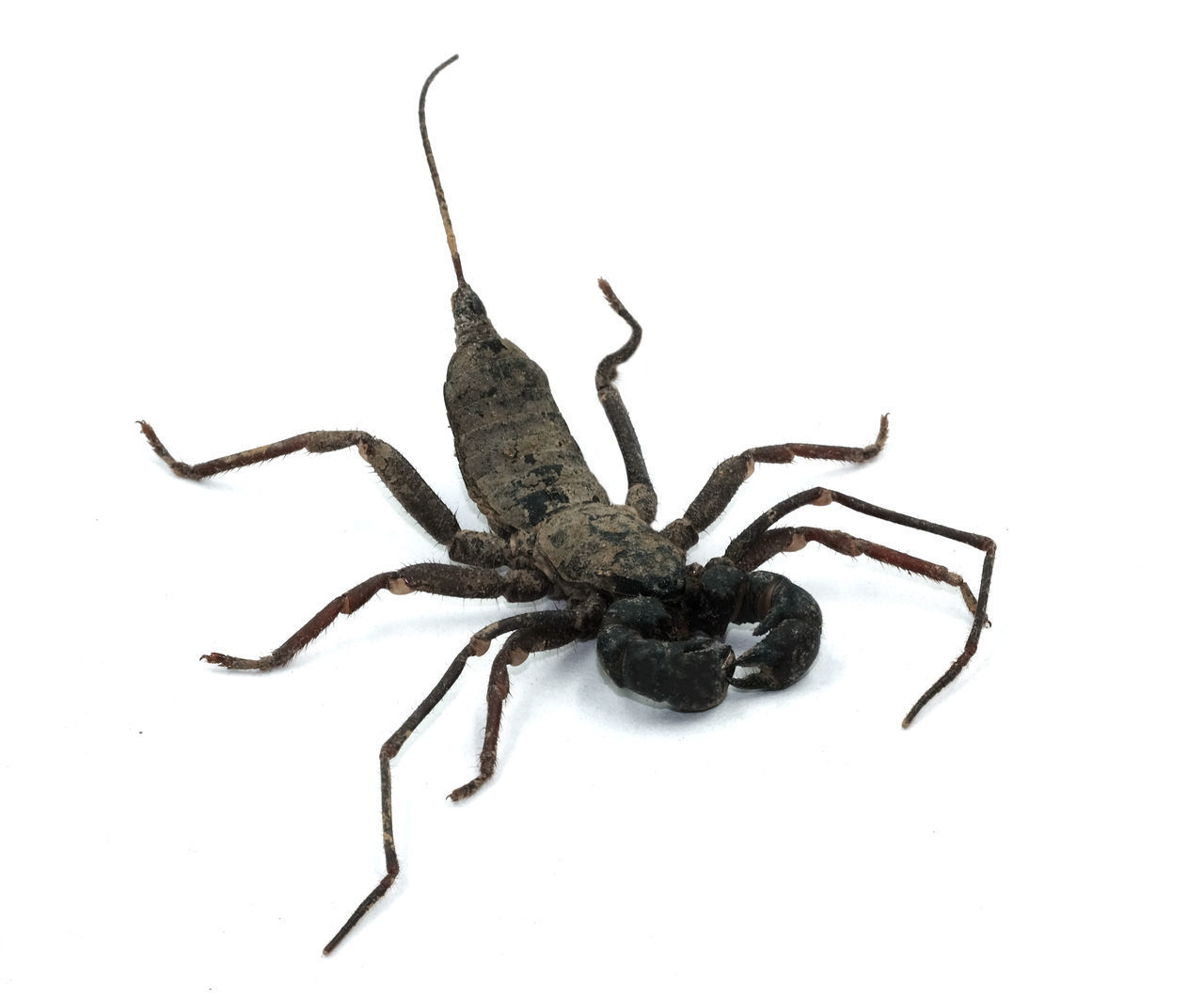 CLOSE-UP OF SPIDER AND WHITE BACKGROUND