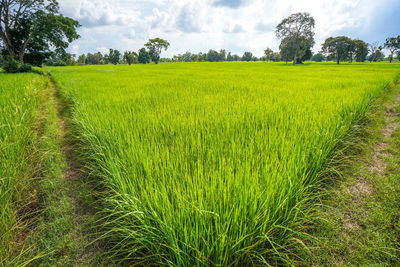 Scenic view of agricultural field against sky