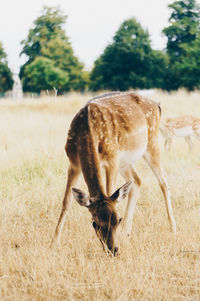 Close-up of deer on field