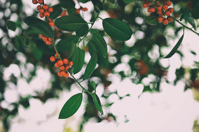 Close-up of red flowering plant