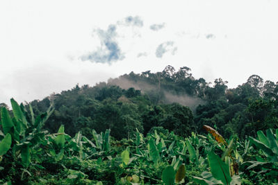 Scenic view of trees and mountains against sky