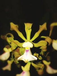 Close-up of yellow flower against black background