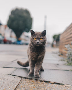 Portrait of cat on footpath against clear sky