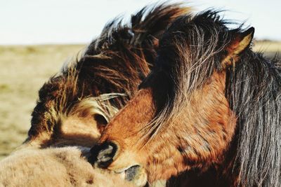 Close-up of horse