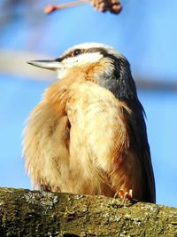 Close-up of a bird