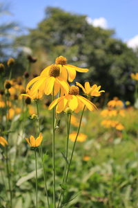 Close-up of yellow flowering plant on field