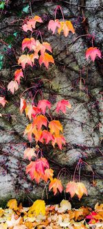 View of orange leaves