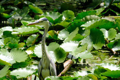 Close-up of bird on plant
