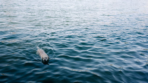 Ducks swimming in water