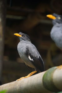 Close-up of bird perching on wooden post