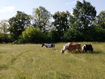 Horses grazing in a field