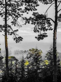 Low angle view of trees against sky