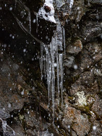 Close-up of icicles on rock