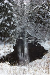 Reflection of trees in water