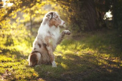 Cat relaxing on field