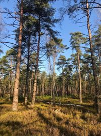 Trees on field against sky