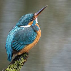 Close-up of bird perching on a tree