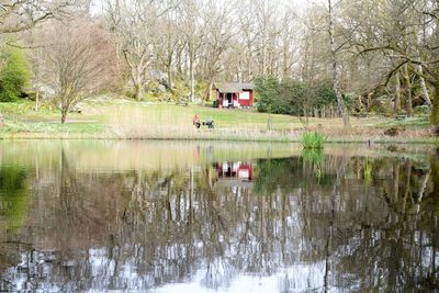 Reflection of trees in lake