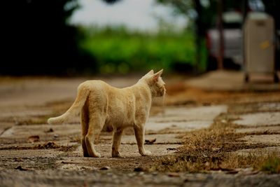 Side view of a dog