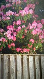 Close-up of pink flowering plants by fence