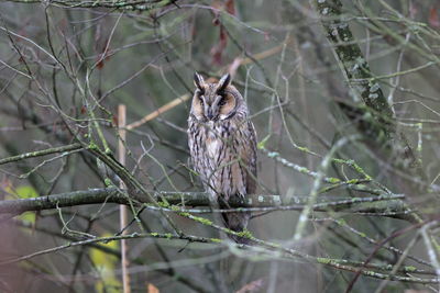 A long-eared owl in the woods 