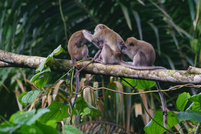 Monkey sitting on tree in forest