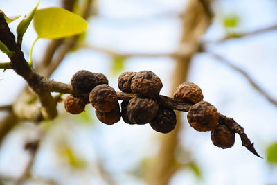 Close-up of pine cone on plant