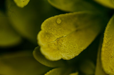 Close-up of yellow flowering plant leaves