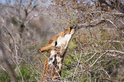 Side view of a reptile on a tree