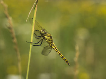 Close-up of dragonfly on plant