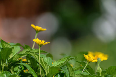 Close-up of yellow flowering plant