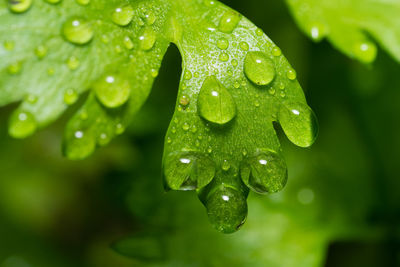 Water droplets or morning dew on celery leaves