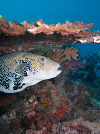 Fish swimming in sea