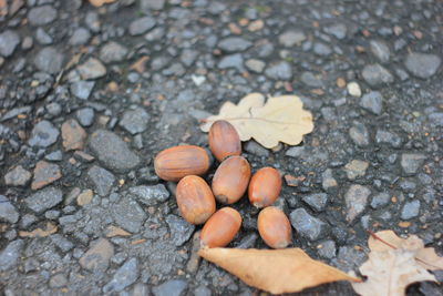 High angle view of acorns on rock