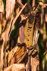 Close-up of corn