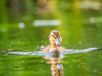 Bird swimming in lake