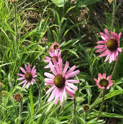 Close-up of pink flowering plants on field