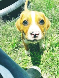 Close-up portrait of dog on grass