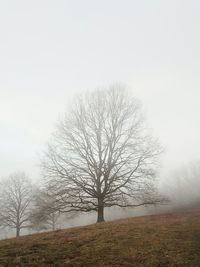 Bare trees on field