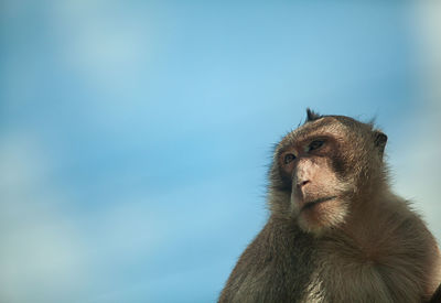 Close-up of monkey looking away against blue sky