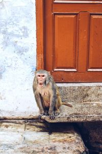 Portrait of a monkey against closed door