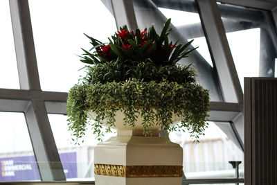 Close-up of potted plant on window