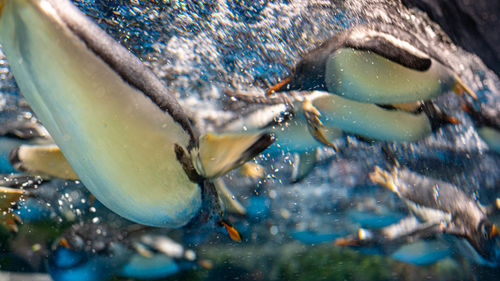 Close-up of fish swimming in sea