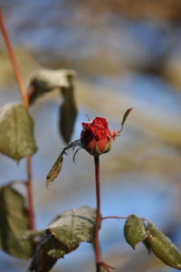 Close-up of red rose during winter